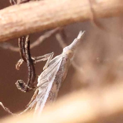 Etiella behrii (Lucerne Seed Web Moth) at Caladenia Forest, O'Connor - 2 Oct 2023 by ConBoekel