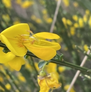 Cytisus scoparius subsp. scoparius at Bruce, ACT - 3 Oct 2023