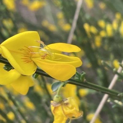 Cytisus scoparius subsp. scoparius (Scotch Broom, Broom, English Broom) at Flea Bog Flat to Emu Creek Corridor - 3 Oct 2023 by JVR