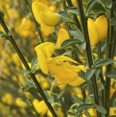 Cytisus scoparius subsp. scoparius at Bruce, ACT - 3 Oct 2023 04:57 PM