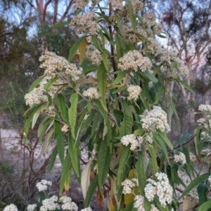 Olearia lirata at Canberra Central, ACT - 1 Oct 2023 06:45 AM