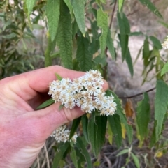 Olearia lirata at Canberra Central, ACT - 1 Oct 2023 06:45 AM