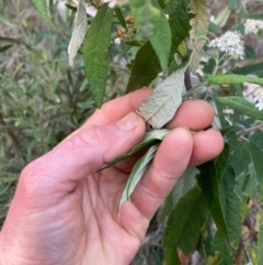 Olearia lirata at Canberra Central, ACT - 1 Oct 2023 06:45 AM