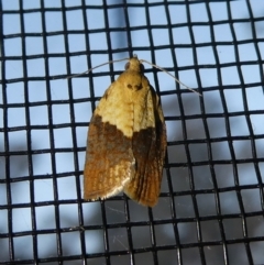 Epiphyas postvittana (Light Brown Apple Moth) at Charleys Forest, NSW - 3 Oct 2023 by arjay