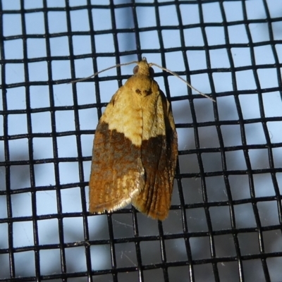 Epiphyas postvittana (Light Brown Apple Moth) at Charleys Forest, NSW - 2 Oct 2023 by arjay