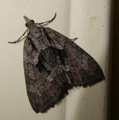 Microdes melanocausta (Black-patch Carpet) at Mongarlowe River - 2 Oct 2023 by arjay