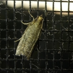 Tortricinae (subfamily) (A tortrix moth) at Charleys Forest, NSW - 3 Oct 2023 by arjay