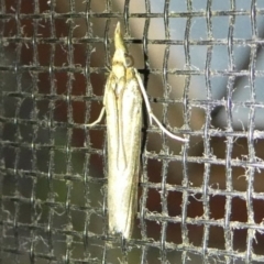 Etiella behrii (Lucerne Seed Web Moth) at Mongarlowe River - 3 Oct 2023 by arjay