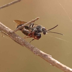 Tiphiidae (family) (Unidentified Smooth flower wasp) at Acton, ACT - 2 Oct 2023 by ConBoekel