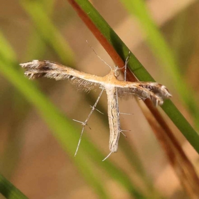 Stangeia xerodes (A plume moth) at Caladenia Forest, O'Connor - 2 Oct 2023 by ConBoekel