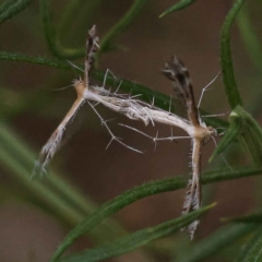 Stangeia xerodes (A plume moth) at Caladenia Forest, O'Connor - 2 Oct 2023 by ConBoekel