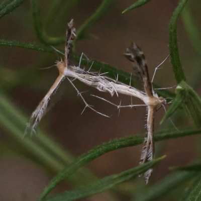 Stangeia xerodes (A plume moth) at Canberra Central, ACT - 3 Oct 2023 by ConBoekel