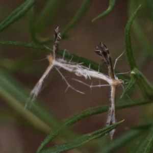 Stangeia xerodes at Canberra Central, ACT - 3 Oct 2023 08:35 AM