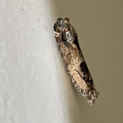 Crocidosema plebejana (Cotton Tipworm Moth) at City Renewal Authority Area - 3 Oct 2023 by Hejor1