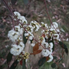 Eucalyptus dives at Carwoola, NSW - 3 Oct 2023