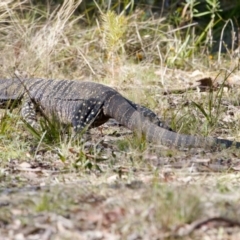 Varanus varius (Lace Monitor) at Bungonia, NSW - 1 Oct 2023 by KorinneM