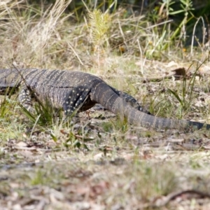 Varanus varius at Bungonia, NSW - suppressed