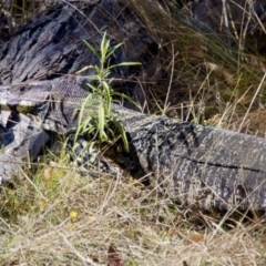 Varanus varius at Bungonia, NSW - suppressed