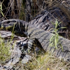 Varanus varius at Bungonia, NSW - suppressed