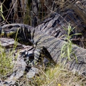 Varanus varius at Bungonia, NSW - suppressed