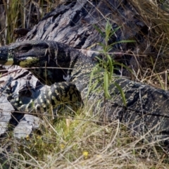 Varanus varius at Bungonia, NSW - suppressed