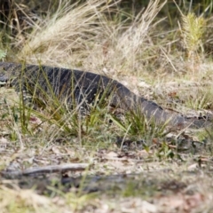 Varanus varius at Bungonia, NSW - suppressed