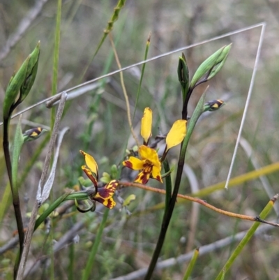 Diuris semilunulata (Late Leopard Orchid) at Stromlo, ACT - 3 Oct 2023 by Rebeccajgee