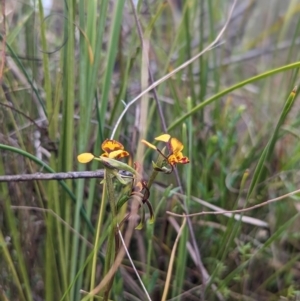 Diuris semilunulata at Stromlo, ACT - suppressed