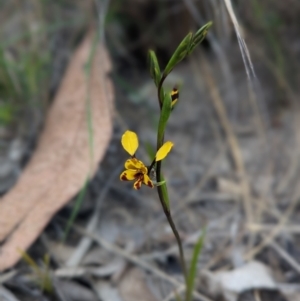 Diuris semilunulata at Stromlo, ACT - suppressed