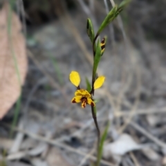 Diuris semilunulata at Stromlo, ACT - suppressed