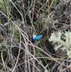 Pollanisus (genus) (A Forester Moth) at Stromlo, ACT - 3 Oct 2023 by Rebeccajgee