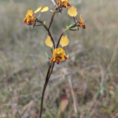 Diuris semilunulata (Late Leopard Orchid) at Stromlo, ACT - 3 Oct 2023 by Rebeccajgee