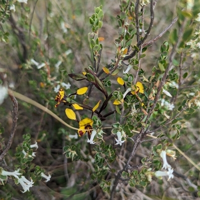 Diuris pardina at Denman Prospect, ACT - 4 Oct 2023 by Rebeccajgee