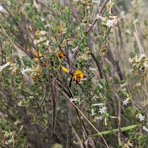 Diuris semilunulata at Denman Prospect, ACT - suppressed