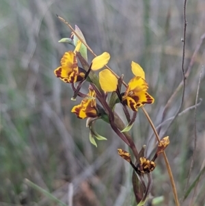 Diuris semilunulata at Stromlo, ACT - 3 Oct 2023