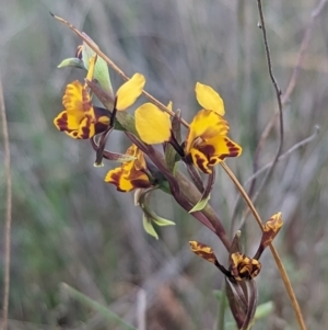 Diuris semilunulata at Stromlo, ACT - 3 Oct 2023