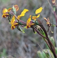 Diuris semilunulata at Stromlo, ACT - suppressed