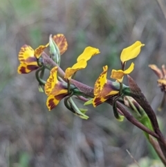 Diuris semilunulata at Stromlo, ACT - 3 Oct 2023