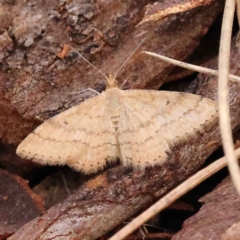 Scopula rubraria (Reddish Wave, Plantain Moth) at Caladenia Forest, O'Connor - 3 Oct 2023 by ConBoekel