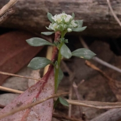 Poranthera microphylla (Small Poranthera) at Acton, ACT - 3 Oct 2023 by ConBoekel