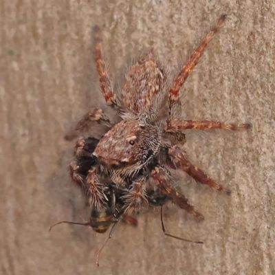 Servaea incana (Hoary Servaea) at Acton, ACT - 3 Oct 2023 by ConBoekel