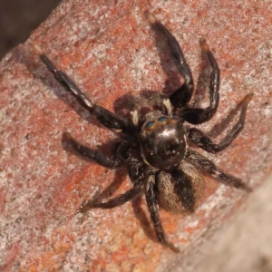 Jotus sp. (genus) at Acton, ACT - 3 Oct 2023