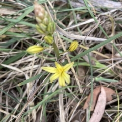 Bulbine sp. at Bruce Ridge to Gossan Hill - 3 Oct 2023 by lyndallh
