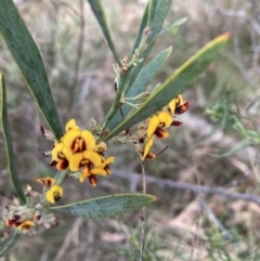 Daviesia mimosoides subsp. mimosoides at Bruce Ridge to Gossan Hill - 3 Oct 2023 by lyndallh