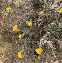 Chrysocephalum apiculatum (Common Everlasting) at Whitlam, ACT - 3 Oct 2023 by lyndallh