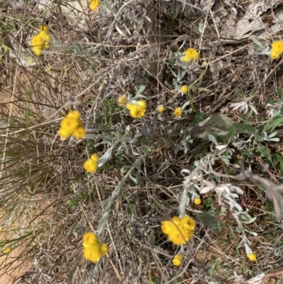 Chrysocephalum apiculatum (Common Everlasting) at Whitlam, ACT - 3 Oct 2023 by lyndallh