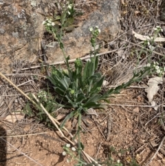 Hackelia suaveolens (Sweet Hounds Tongue) at Whitlam, ACT - 3 Oct 2023 by lyndallh