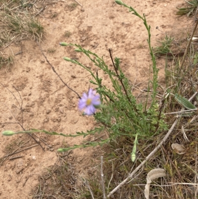 Vittadinia cuneata var. cuneata (Fuzzy New Holland Daisy) at Mount Painter - 3 Oct 2023 by lyndallh