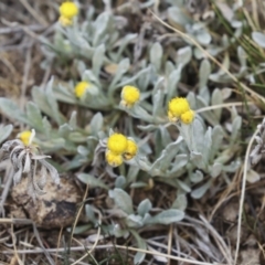 Chrysocephalum apiculatum (Common Everlasting) at Palarang, NSW - 27 Sep 2023 by AlisonMilton