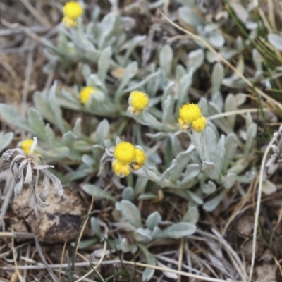 Chrysocephalum apiculatum (Common Everlasting) at Palarang, NSW - 27 Sep 2023 by AlisonMilton